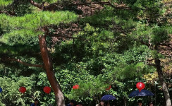 등산동아리 명산탐방 " 영암 불갑사 상사화 축제"