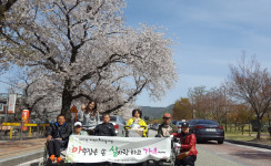 지역사회마실-벚꽃축제장